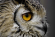 rock owl