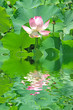 fleur rose de lotus fleur rose de lotus