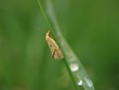 Dans les herbes de la prairie