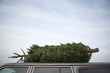 Christmas tree on car roof