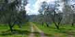 Uliveto a primavera