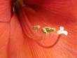 Teil einer roten Amaryllisblüte Teil einer roten Amaryllisblüte