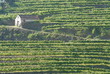 Douro Vinhateiro