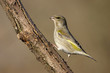Carduelis chloris