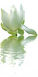 fleur blanche de lotus sur l'eau fleur blanche de lotus sur l'eau
