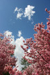 Photo: Cherry blossom at the park Cherry blossom at the park