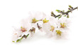 Almond flowers