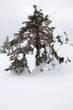 Winter landscape