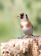 goldfinch on the trunk