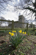 daffodil