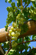 Grapevine