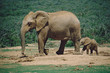 African elephant