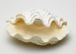 white sea shell