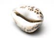 brown shell