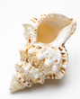 single shell