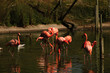 flamingoes