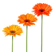 Fleurs colorées