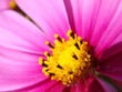 Photo en ligne au meilleur prix fleur rose