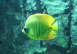 Photo en ligne au meilleur prix poisson jaune ray�