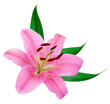 Fleur de lys