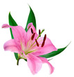 Fleur de lys