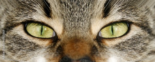 Photo: eye cat eye cat