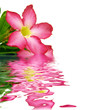reflet de la rose du désert - fleur exotique reflet de la rose du désert - fleur exotique