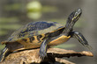 Turtle on log