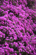 Photo en ligne au meilleur prix bougainviler