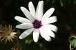 Photo en ligne au meilleur prix fleur blanche