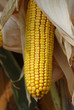 Indian Corn