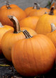 Fall Pumpkins