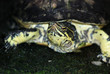 Turtle face