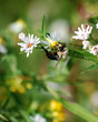Busy Bumble bee