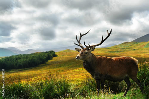 Photo: Scottish Stag Scottish Stag