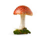 Foto: Fliegenpilz Fliegenpilz