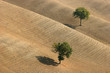 Colline