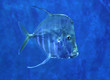 Photo en ligne au meilleur prix poisson transparent