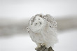 Harfang des neiges