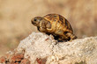Desert Tortoise