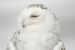 Harfang des neiges