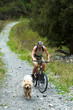 Mountain biker and dog on old rural road in spring mountain