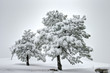 Photo: winter tree winter tree