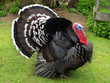 Turkey Turkey