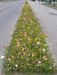 Fleurs champêtres sur la route