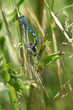 Accouplement d'Agrions de Mercure