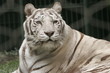 HURT ANIMAL