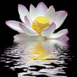 fleur de lotus sur fond noir fleur de lotus sur fond noir