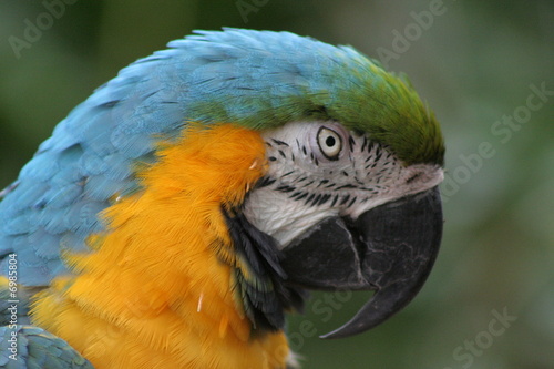 Photo: Blue and Gold Macaw (Profile) Blue and Gold Macaw (Profile)