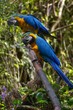 Couple d'aras bleus
